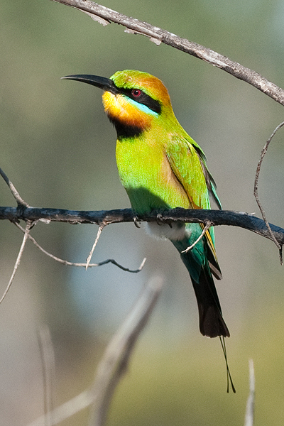 Rainbow Bee-eater