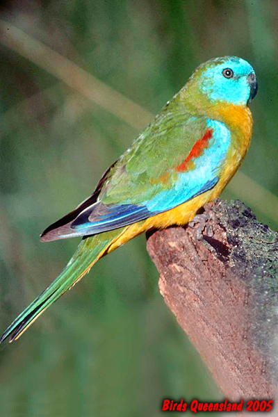 Turquoise Parrot