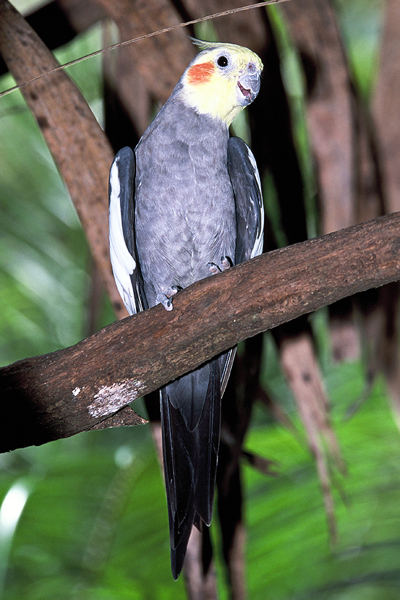 <b>Cockatiel</b>