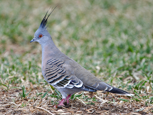 Crested Pigeon