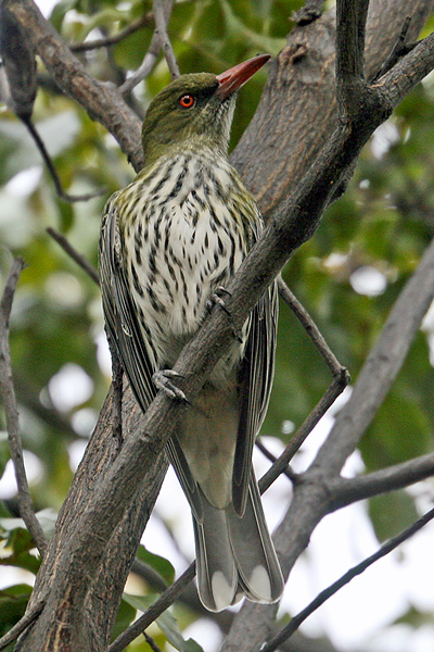 Olive-backed Oriole