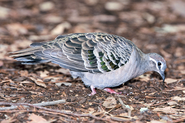 Common Bronzewing