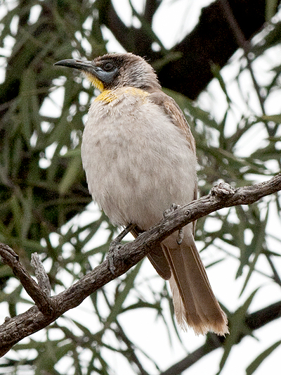 Little Friarbird