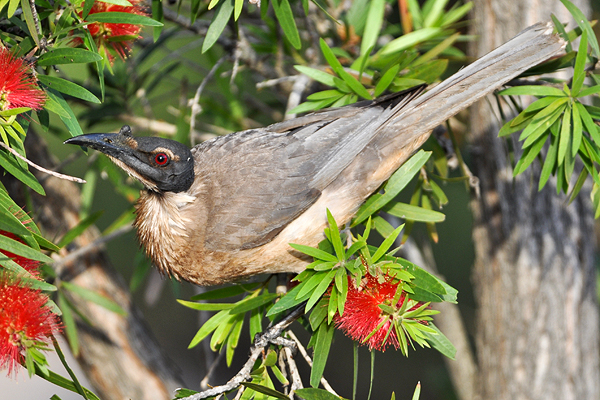 Noisy Friarbird