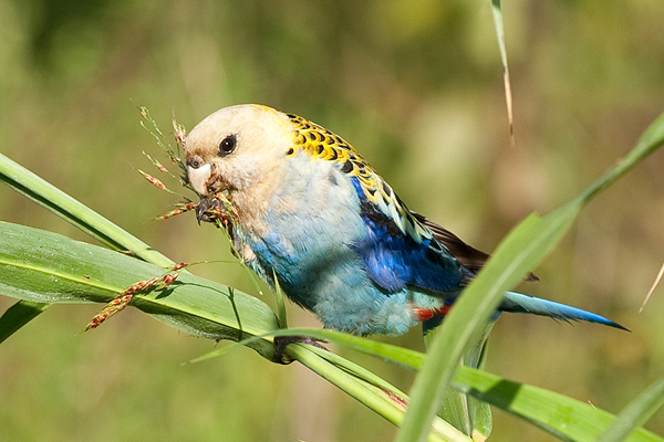 Pale-headed Rosella