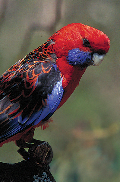 Bird; Crimson rosella; Psittacidae, Platycercus elegans