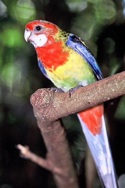 Eastern Rosella