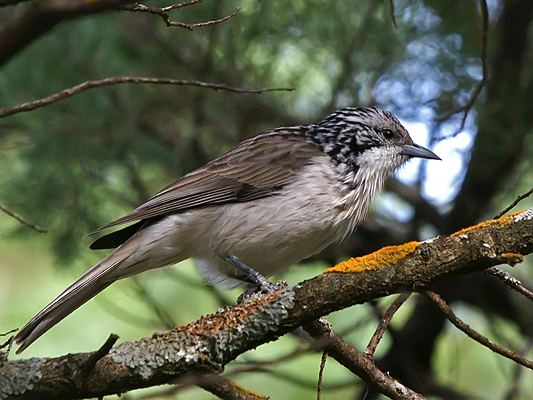 Striped Honeyeater 