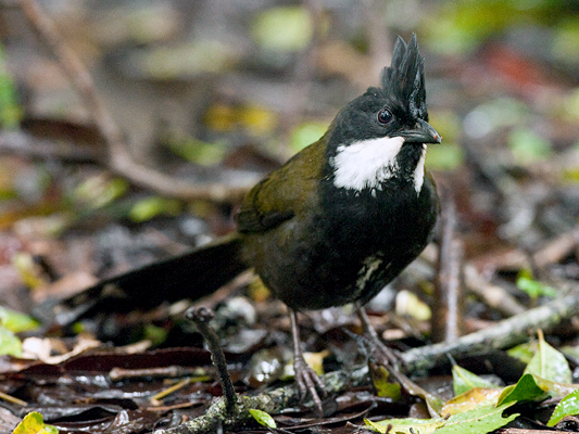 Eastern Whipbird