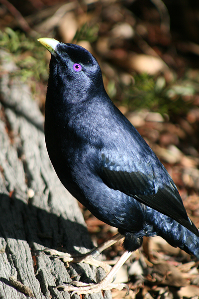 Bird; Satin Bowerbird; Ptilonorhynchidae, Ptilonorhynchus violaceus