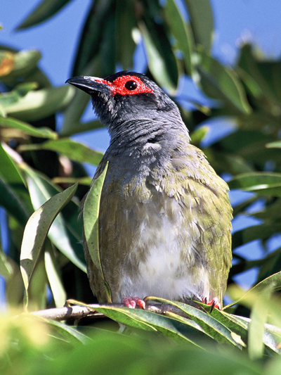 Australasian Figbird