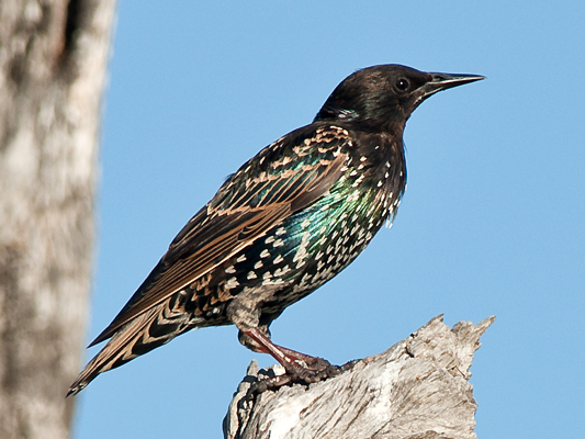 Common Starling