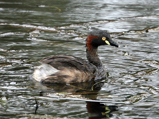 Australasian Grebe