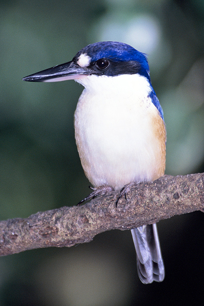 Forest Kingfisher