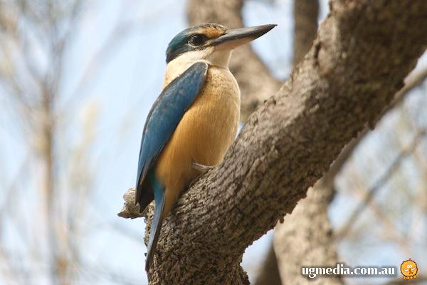 Sacred Kingfisher