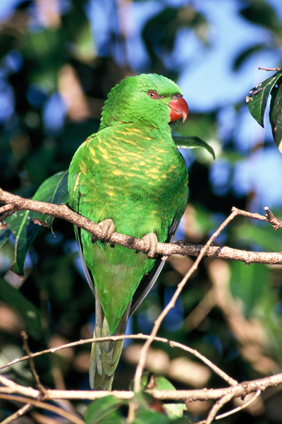 Scaly-breasted Lorikeet