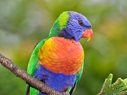 Rainbow Lorikeet