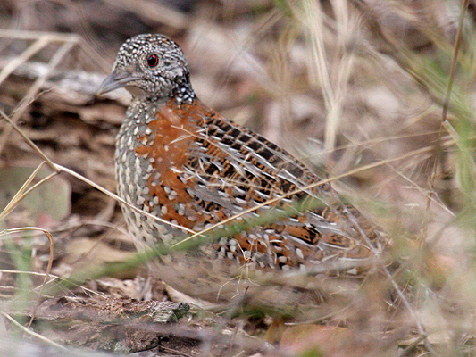 Painted Button-quail