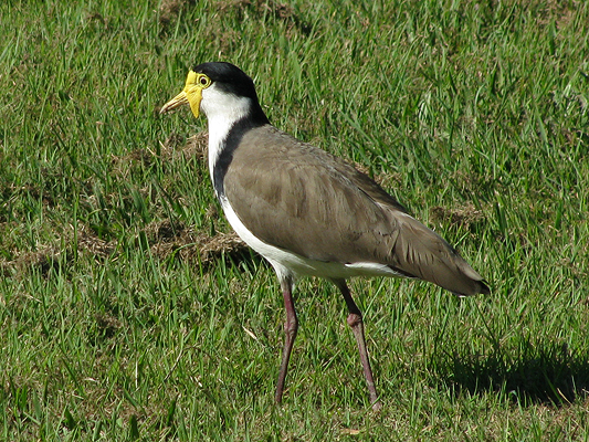 Masked Lapwing