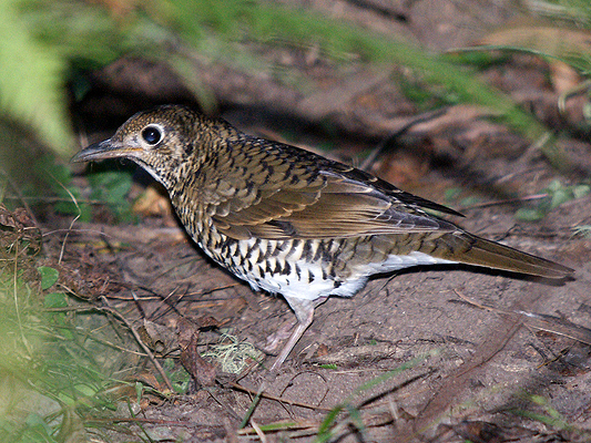 Bassian Thrush