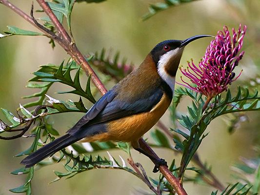 Eastern Spinebill