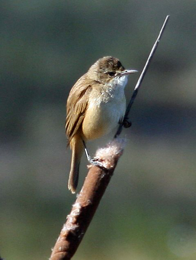 Australian Reed-warbler