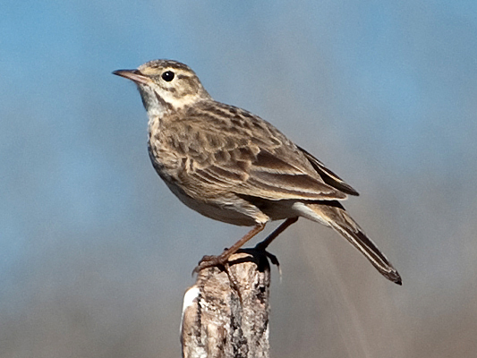 Australasian Pipit