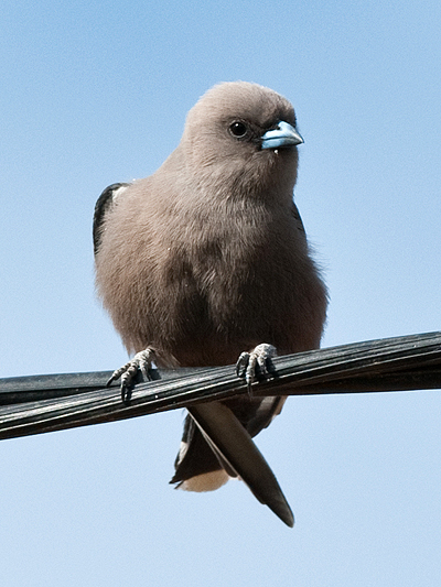 Dusky Woodswallow