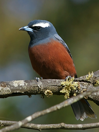 White-browed Woodswallow