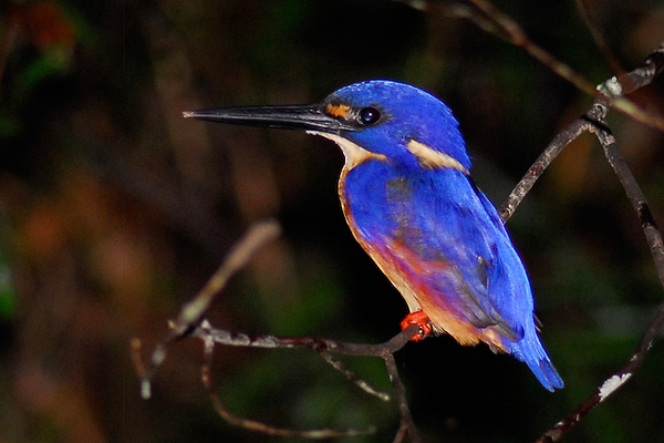 Azure Kingfisher