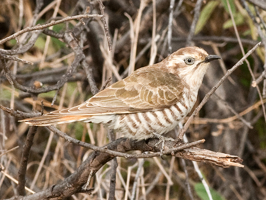 Horsfield's Bronze-cuckoo