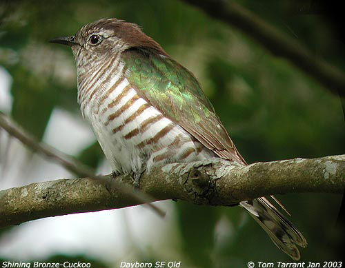 Shining Bronze-cuckoo