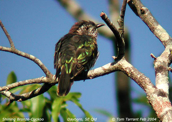 Shining Bronze-cuckoo