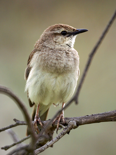 Rufous Songlark