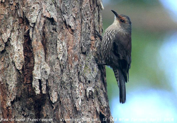 Red-browed Treecreeper