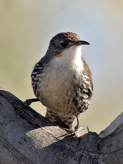 White-throated Treecreeper