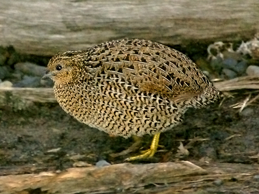 Brown Quail