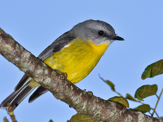 Eastern Yellow Robin