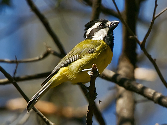 Crested Shrike-tit