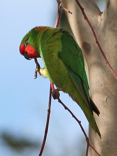 Little Lorikeet