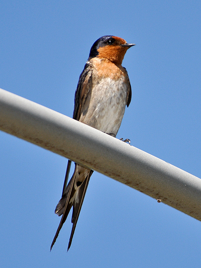 Welcome Swallow