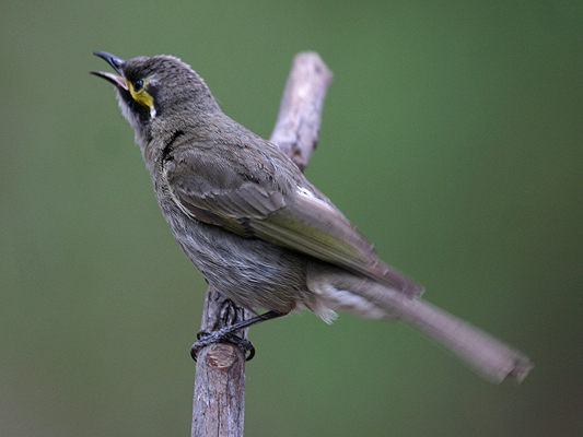 Yellow-faced Honeyeater