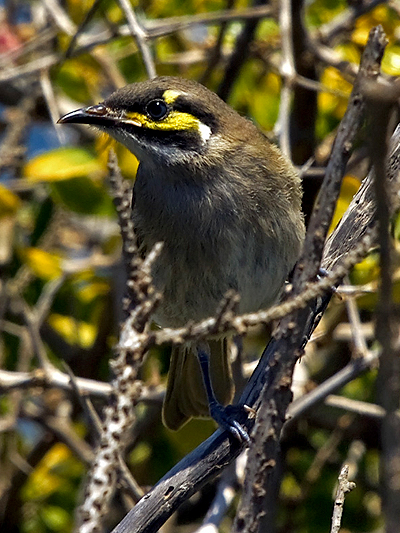 Yellow-faced Honeyeater