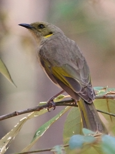 Fuscous Honeyeater