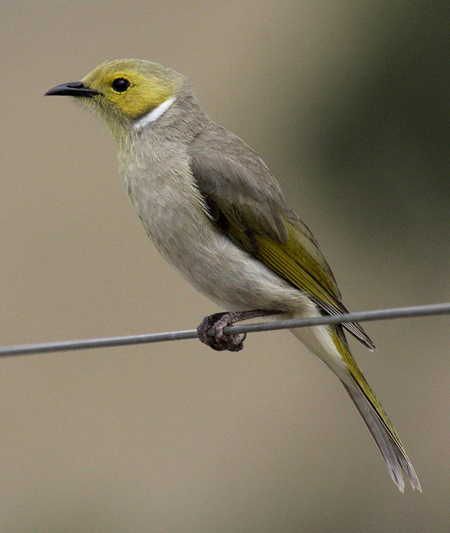 White-plumed Honeyeater