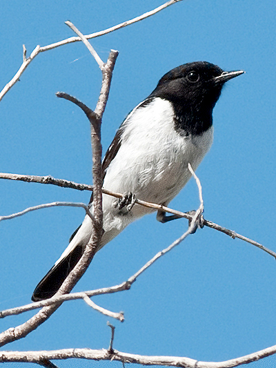 Hooded Robin