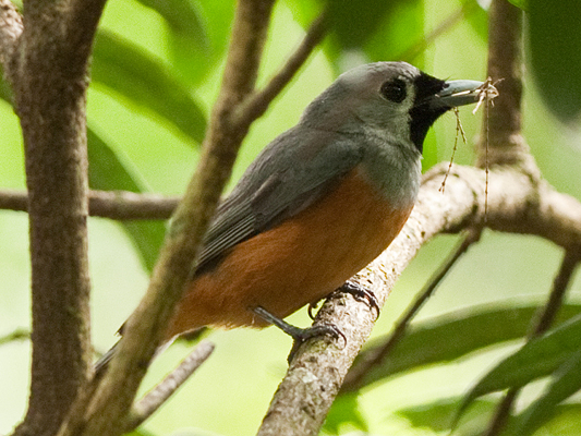 Black-faced Monarch