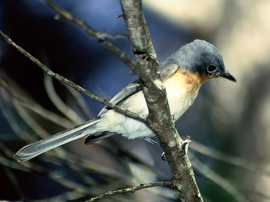 Satin Flycatcher