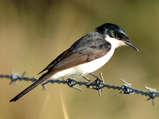 Restless Flycatcher