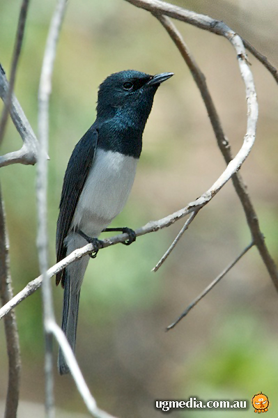 Leaden Flycatcher